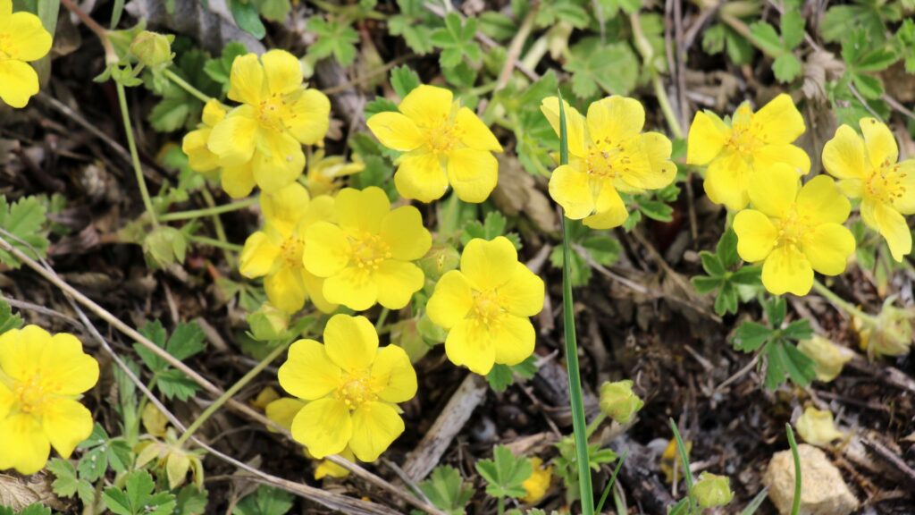 Potentilla