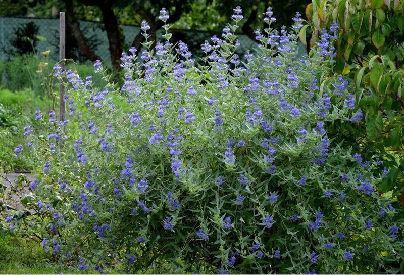 Caryopteris