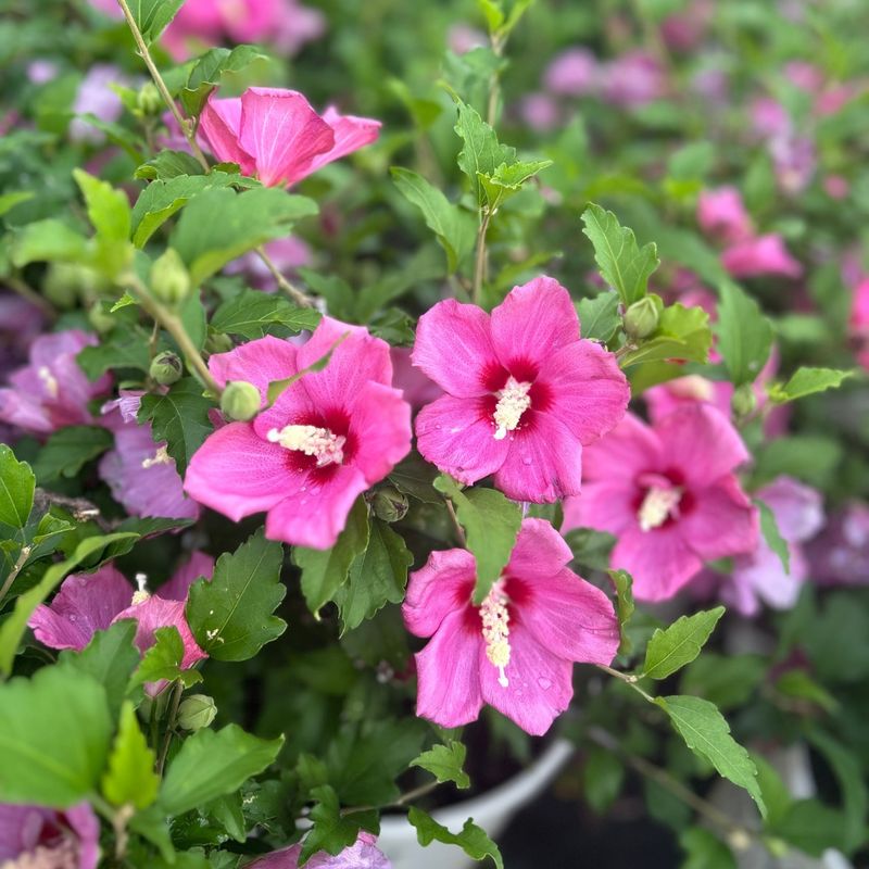 Rose of Sharon