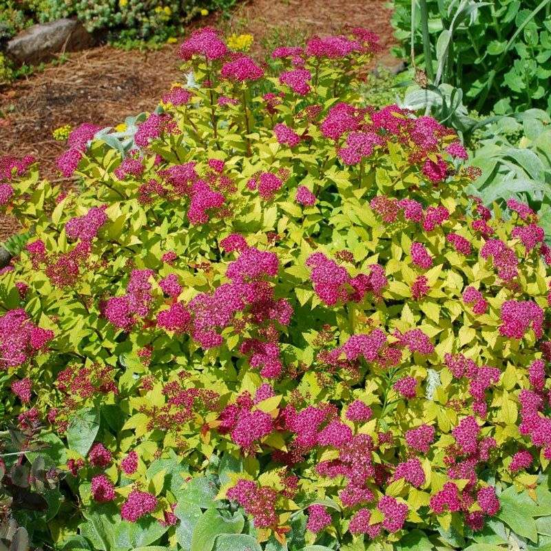 Japanese Spirea (Spirea japonica)