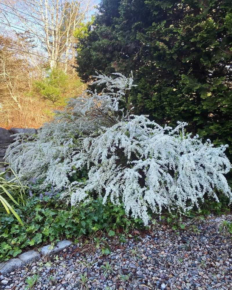 Spirea's Sunlight Dependency