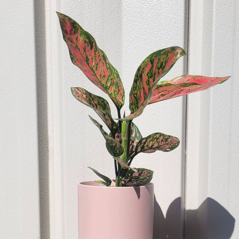 Chinese Evergreen