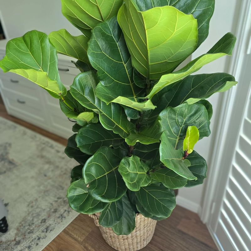 Fiddle Leaf Fig