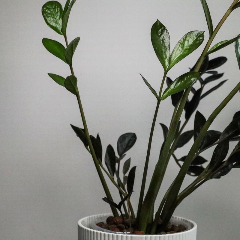 ZZ Plant