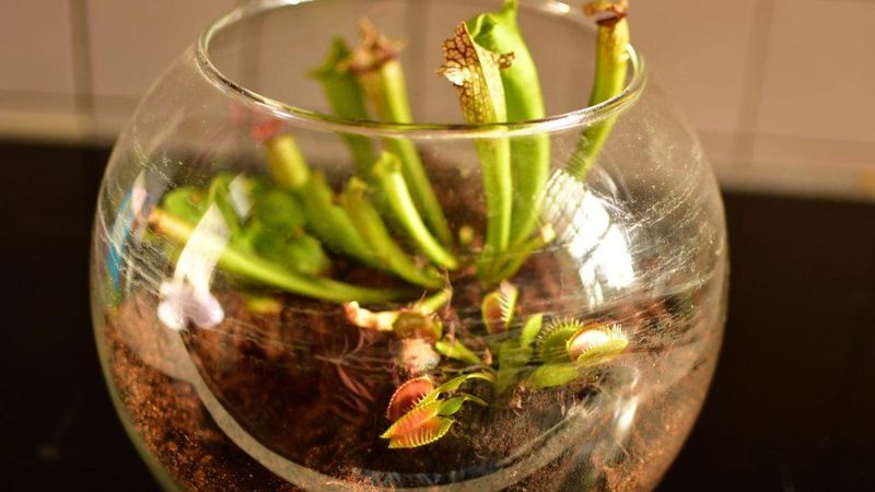 Venus Flytrap