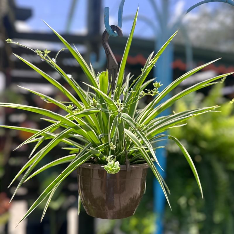 Spider Plant (Chlorophytum comosum)