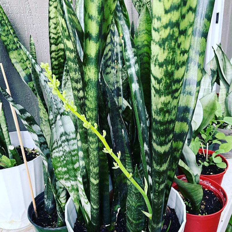 Snake Plant's Surprising Outdoor Strength