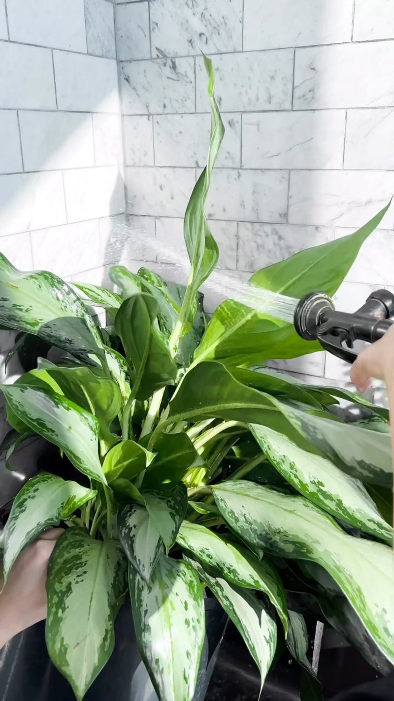 Chinese Evergreen: The Low-Light Champion
