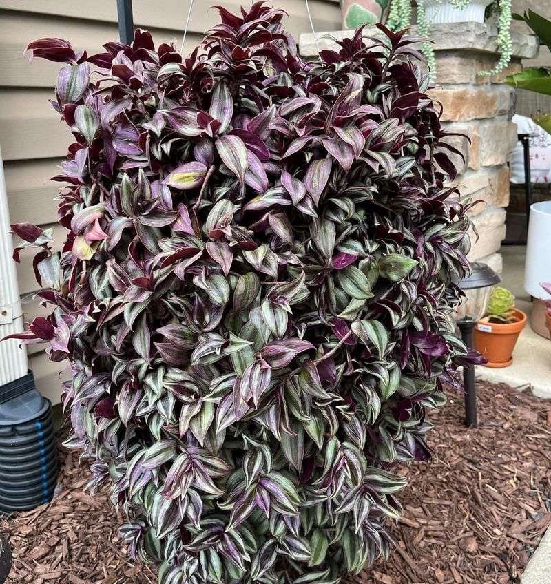 Wandering Jew (Tradescantia zebrina)