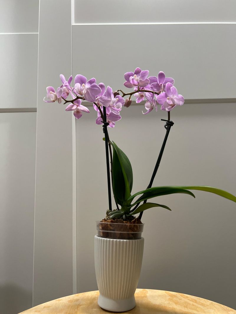 Potting Medium Condition