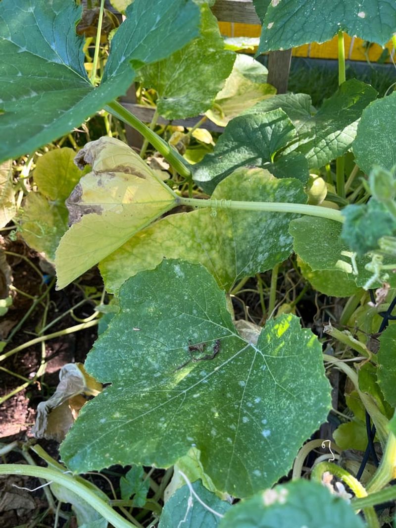 Downy Mildew