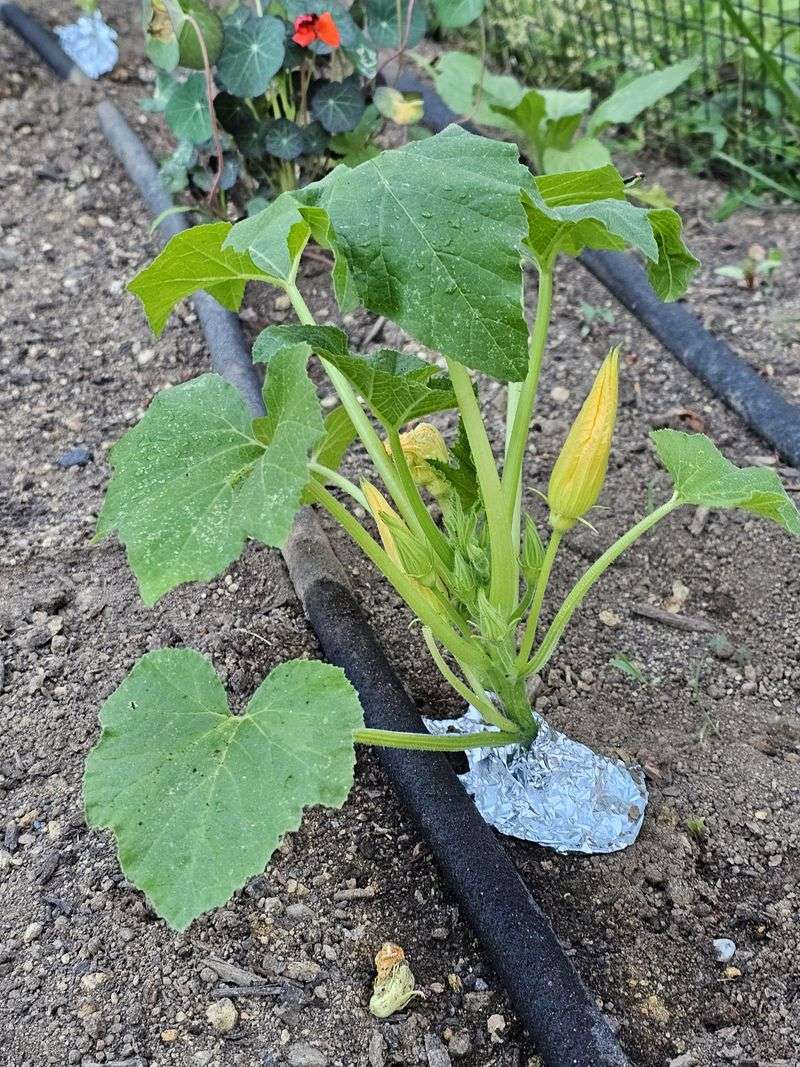 Squash Vine Borer Destruction