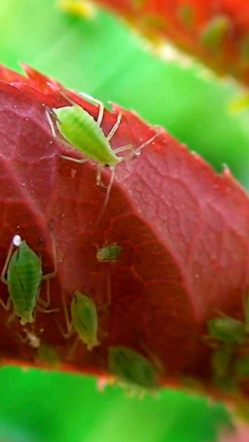 Aphid Infestation