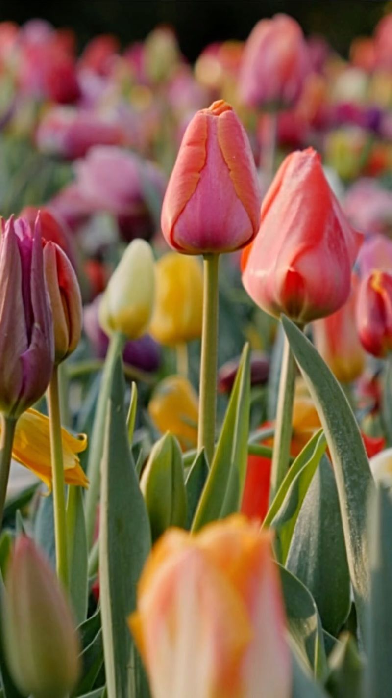Never Cut All Foliage After Blooming