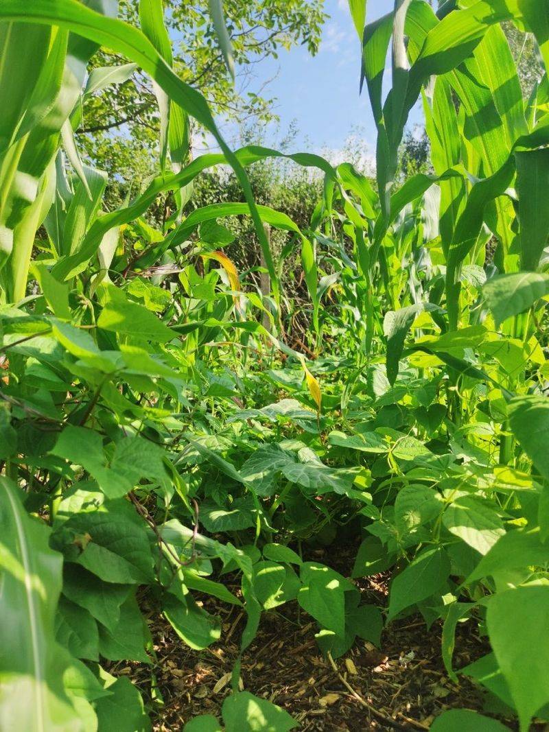 Rotate Crop Families Yearly