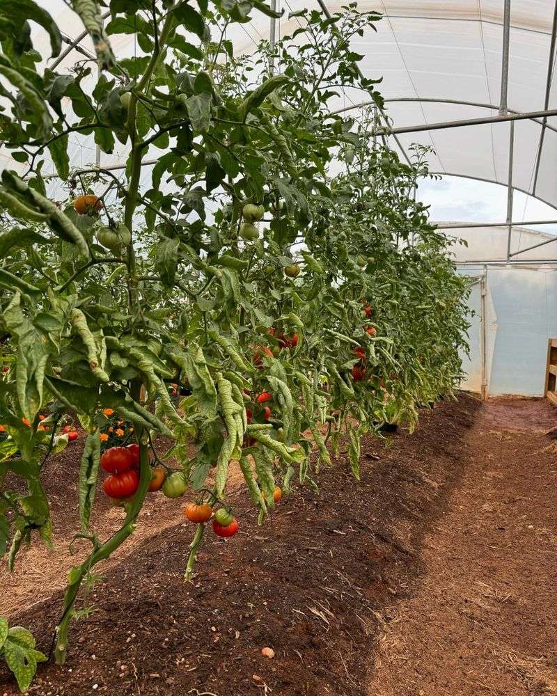 Mulch to Maintain Moisture and Block Disease