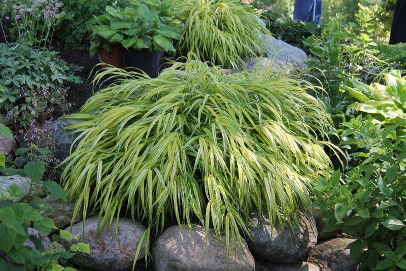 Japanese Forest Grass