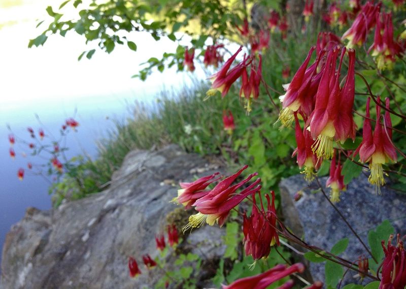 Wild Columbine
