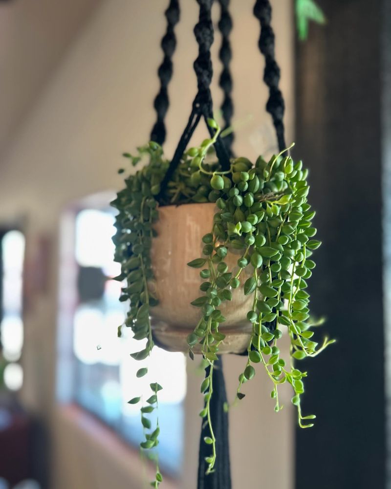 String of Pearls