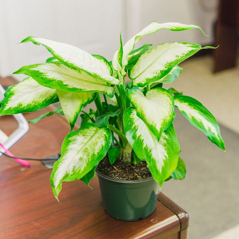 Dieffenbachia 'Camille'