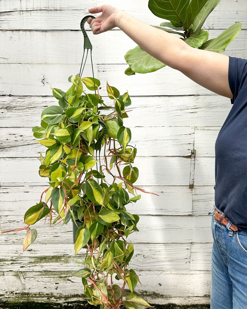 Philodendron Brasil