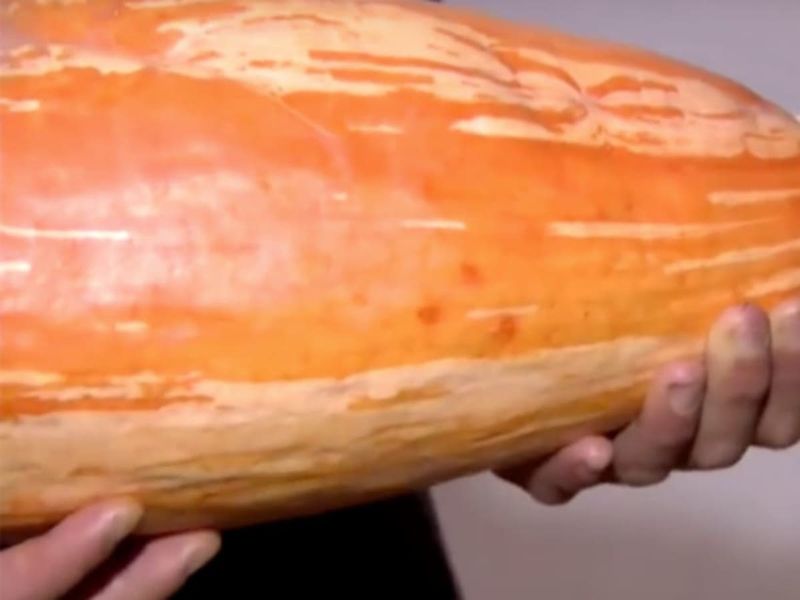 Extinct Squash - The Return Of The Lost Gourd