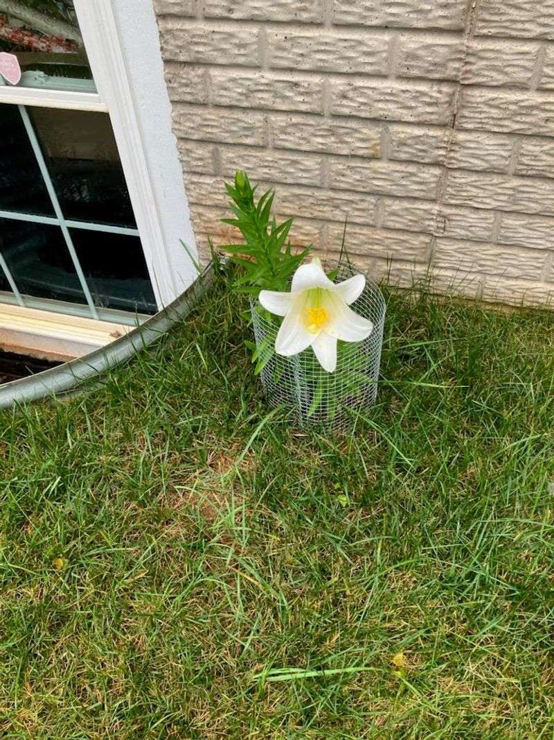 Time Your Planting Strategically
