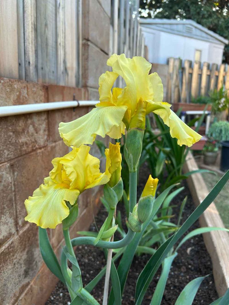 Plant At The Correct Depth