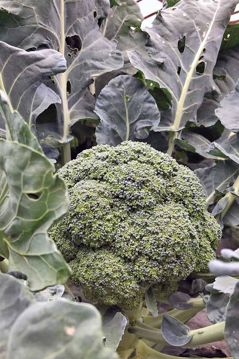Focus On Root Health Early On