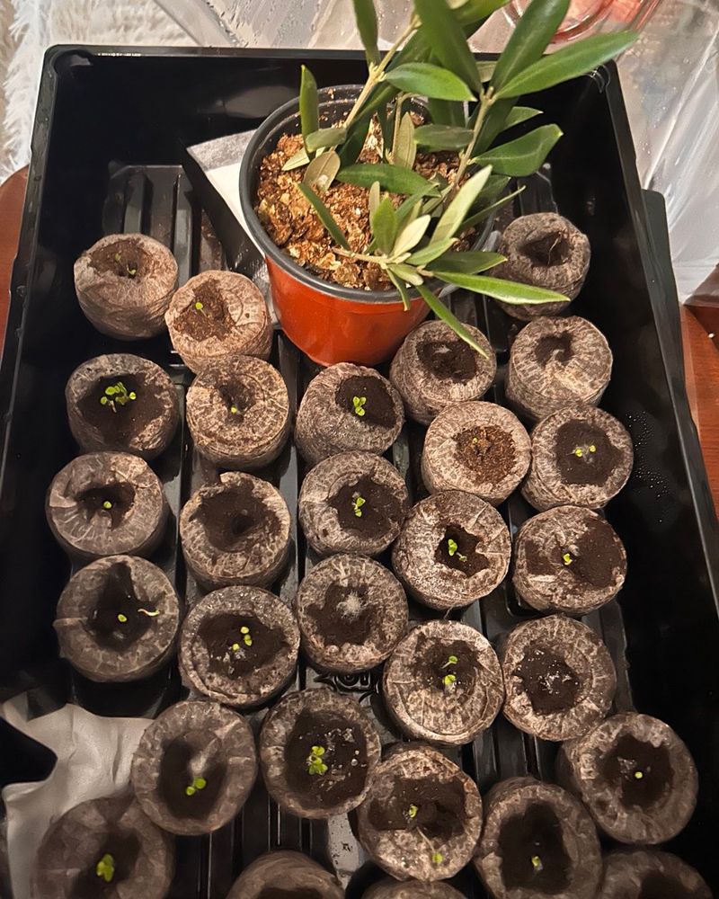 Sow the Seeds Properly