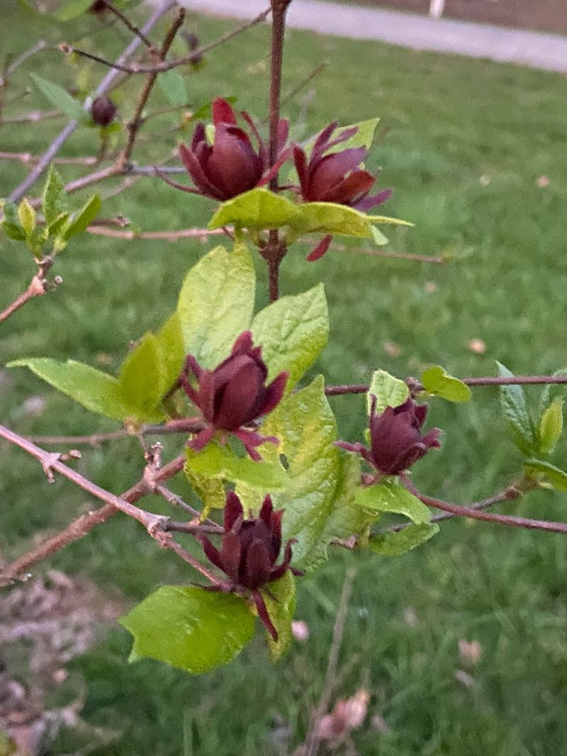 Master the Planting Technique
