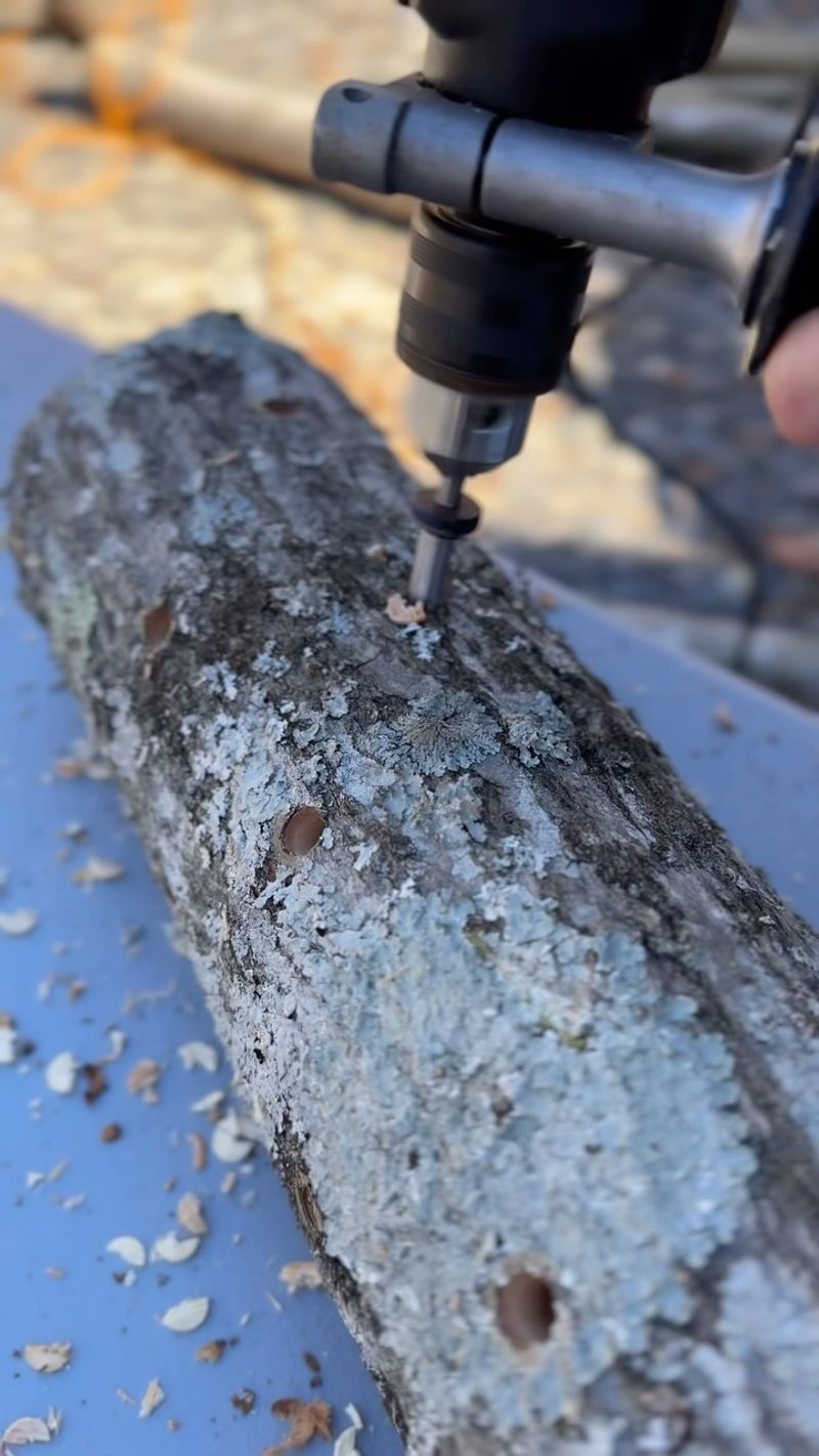 Drill Holes in Logs