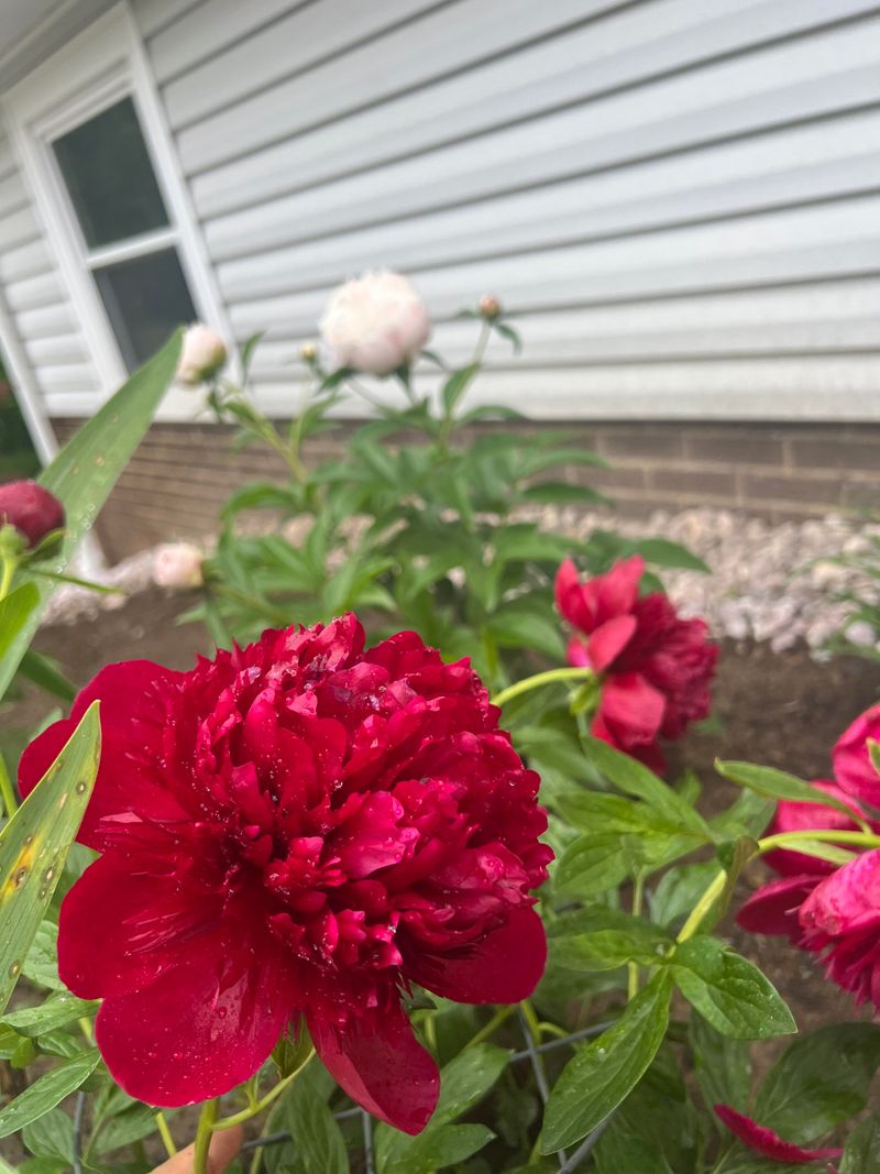 Fertilize appropriately for maximum blooms
