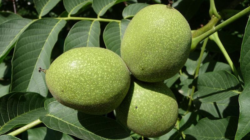 Walnut Tree Materials