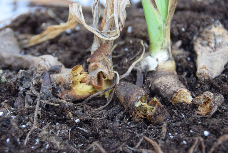 Protect From Soft Rot
