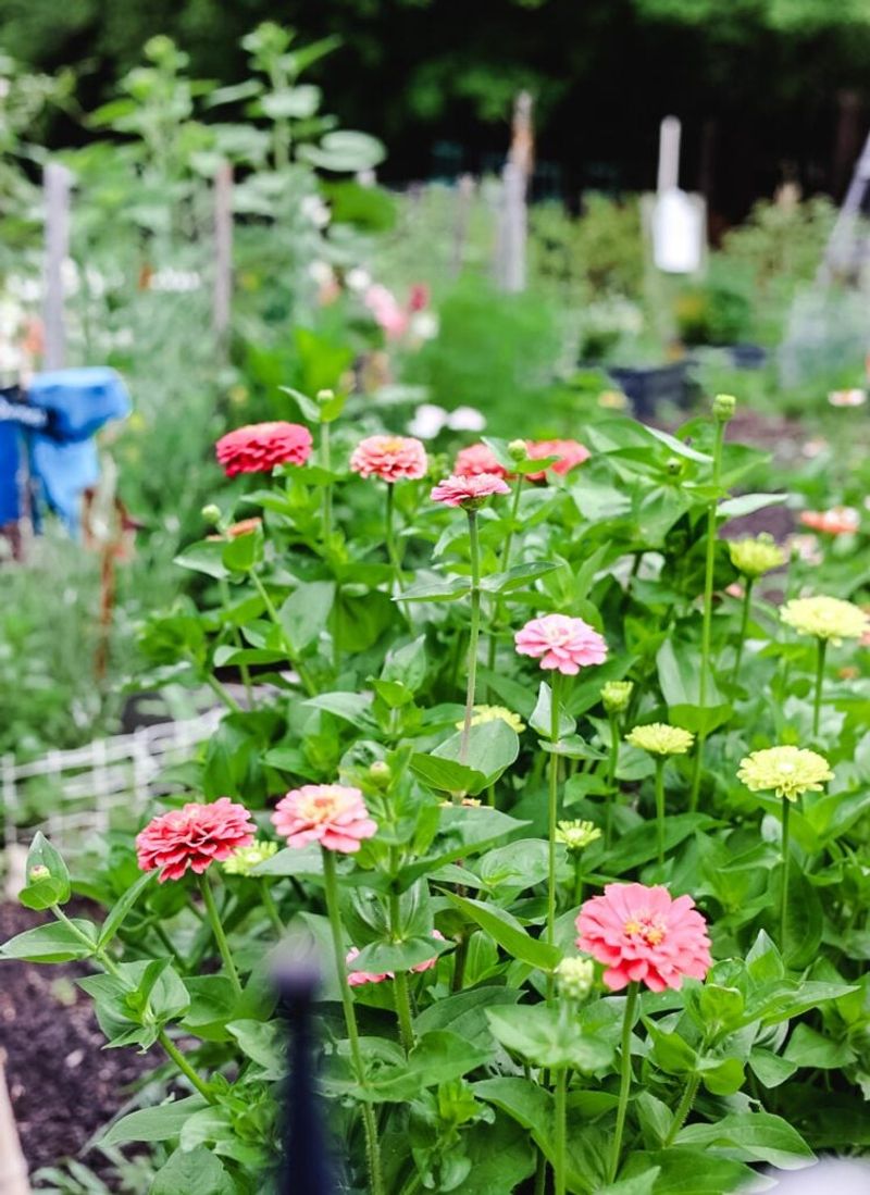 Grow In Well-Draining Soil