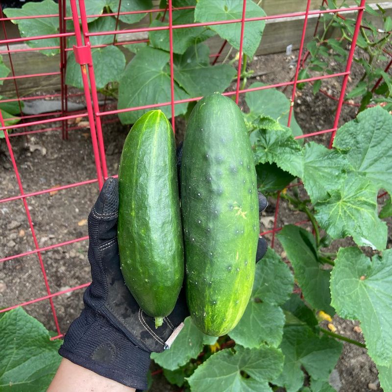 Harvest Frequently for Continuous Production
