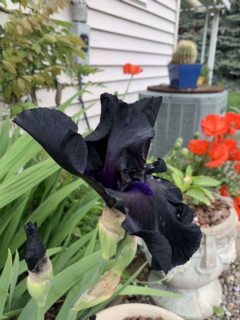 Experiment with Varieties