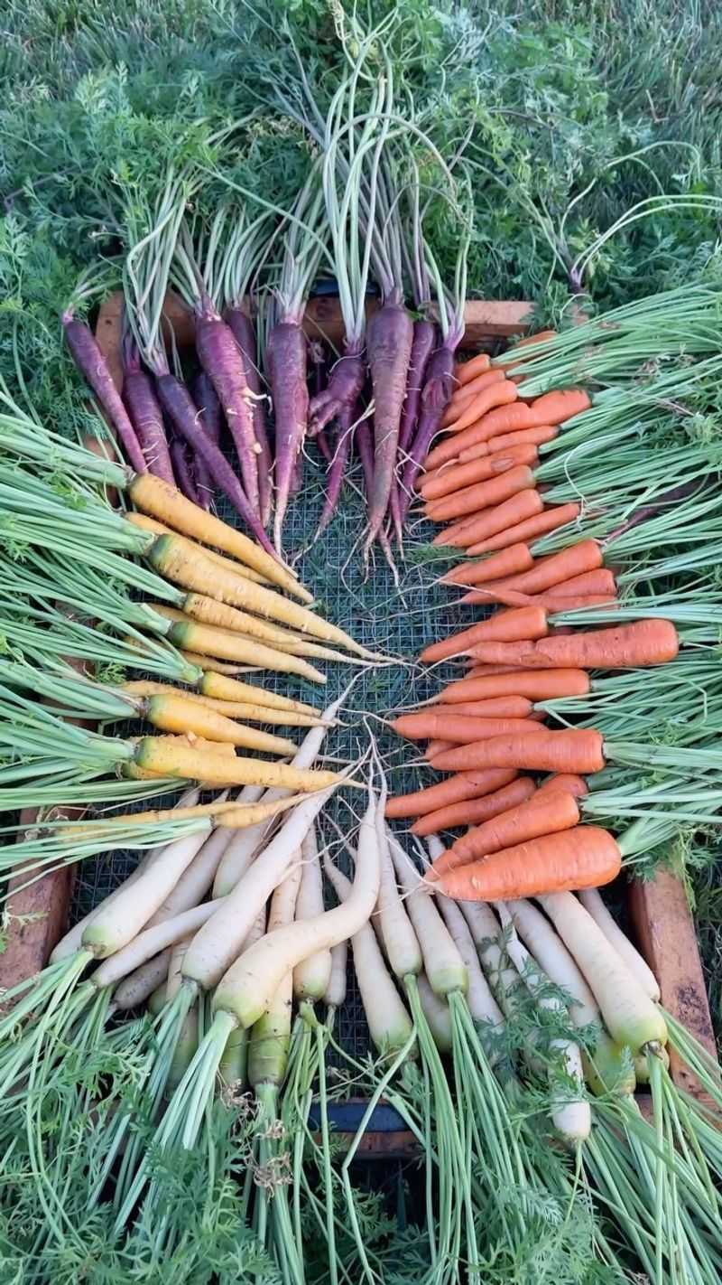 Time Your Planting for Success