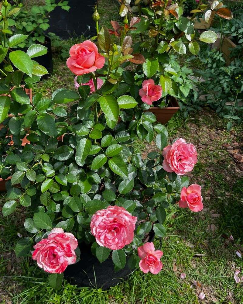 Apply Mulch To Moderate Soil Temperature