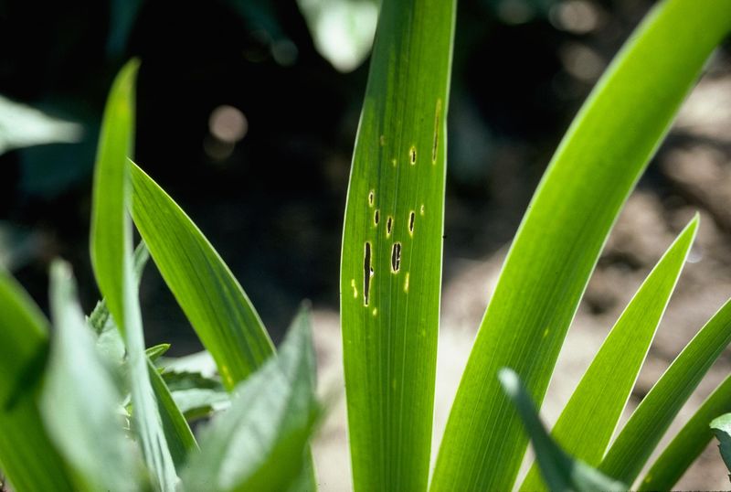 Banish Iris Borers