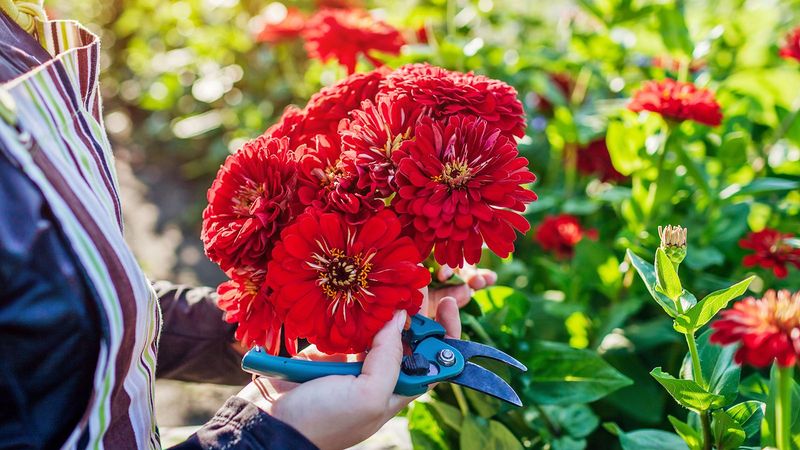 Choose Cutting Varieties