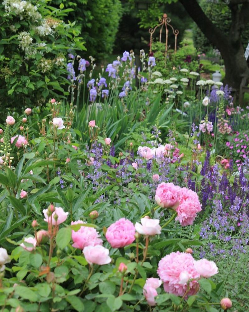 Companion Plant For Mutual Benefits