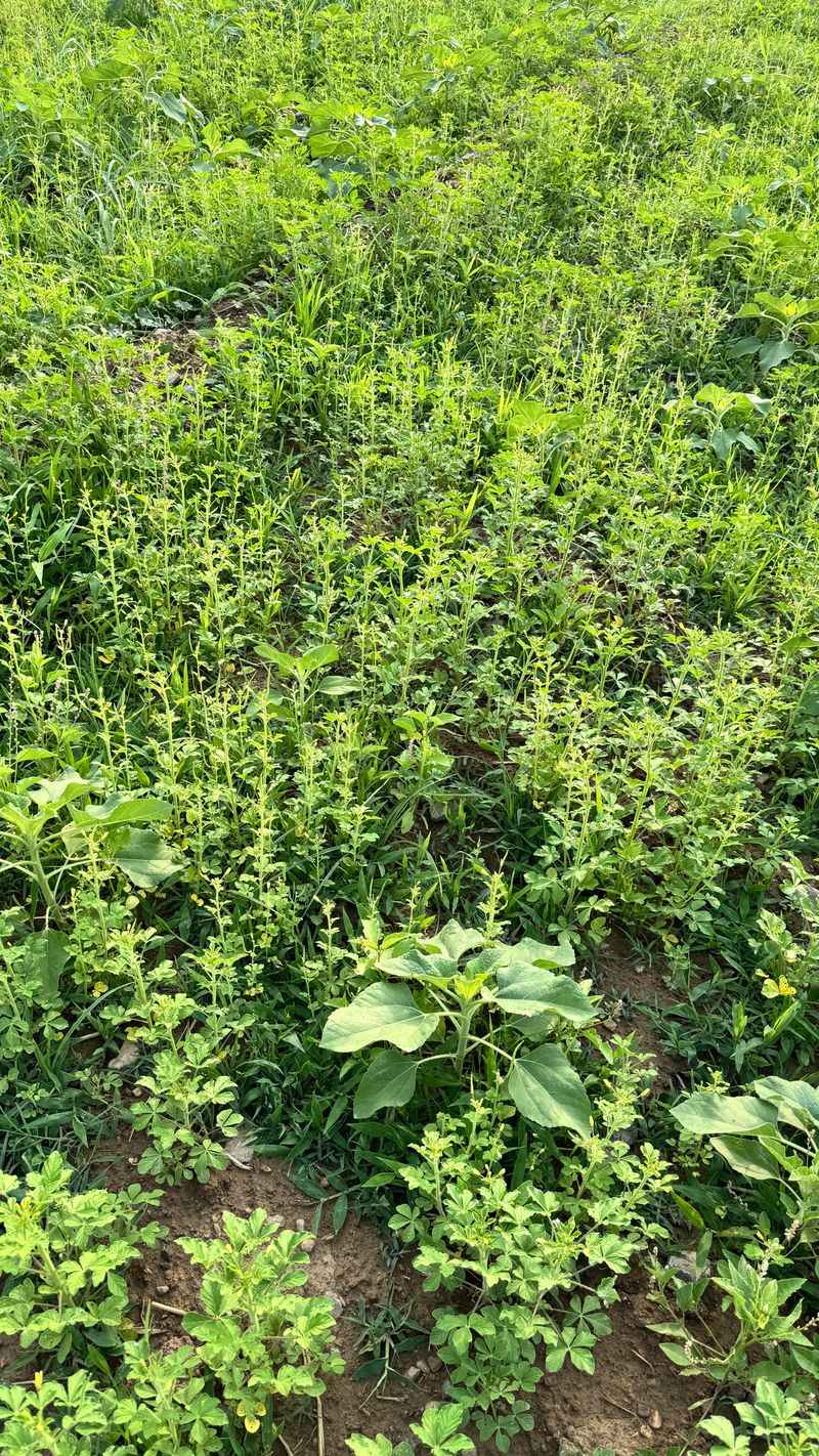 Avoid root disturbance