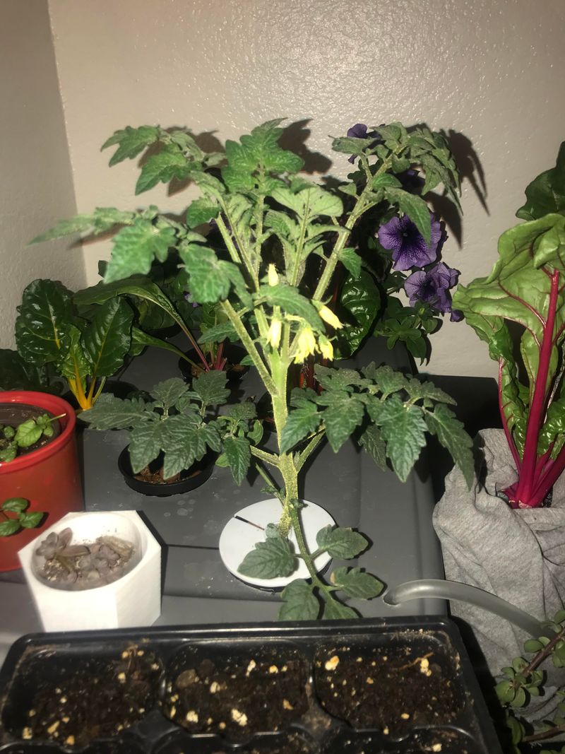 Pollination Methods