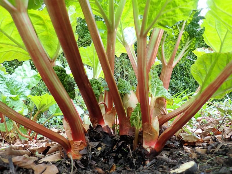 Increases Overall Yield