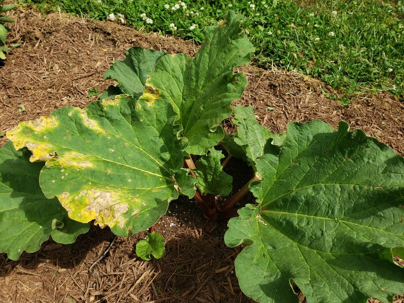 Reduces Disease Vulnerability