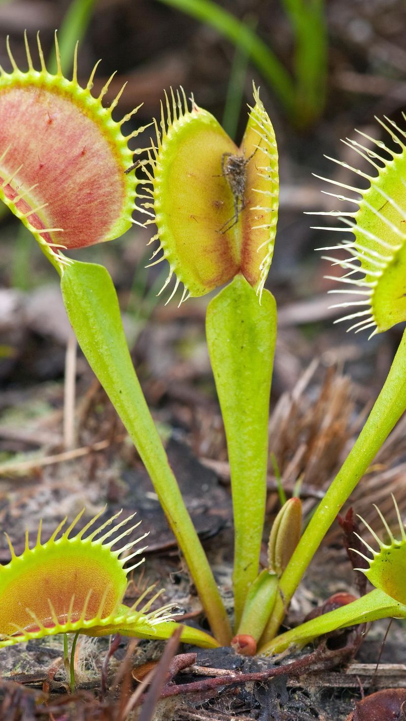Venus Flytrap