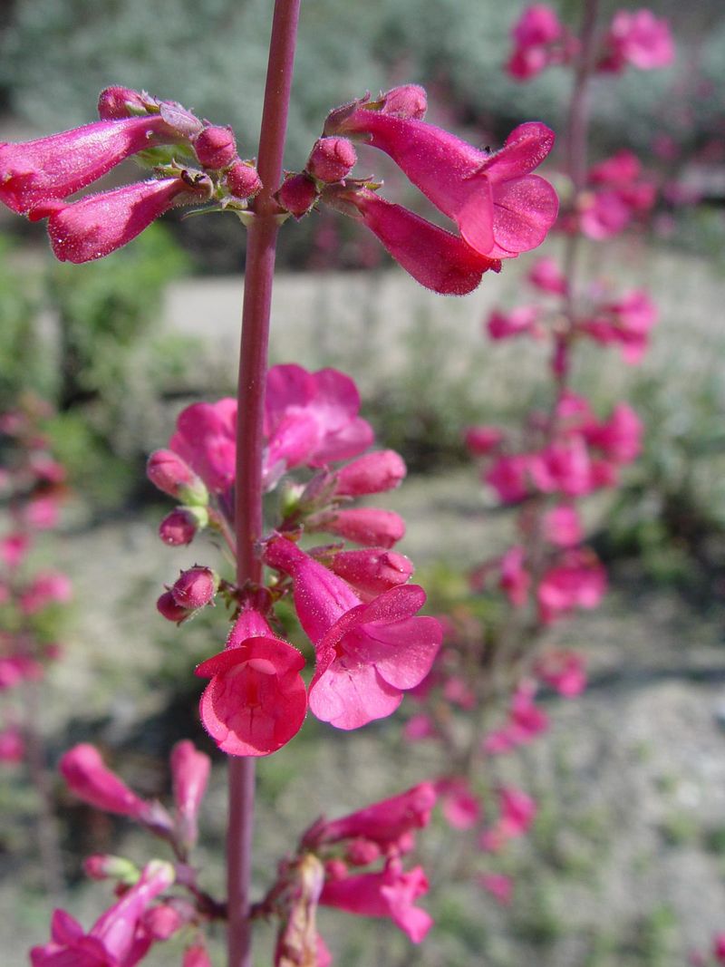Parry's Penstemon