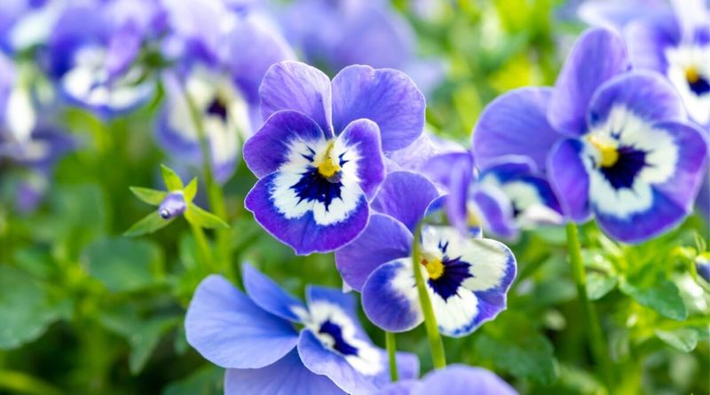 Pansies Pass Quickly